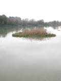 Photogallery -- Particolare del Tevere nella Riserva