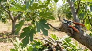 Forbici da potatura su un ramo di fico appena tagliato, con foglie e piccoli fichi verdi sull’albero