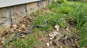 Serpente scuro nell’erba vicino al muro di casa, in giardino, accanto a spicchi d’aglio sul terreno