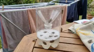 Trappola fai da te per cimici con due bottiglie di plastica, con insetti catturati, vicino a stendibiancheria
