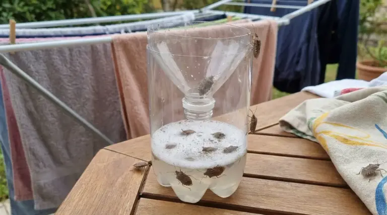 Trappola fai da te per cimici con due bottiglie di plastica, con insetti catturati, vicino a stendibiancheria